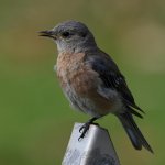 Bluebird6.jpg