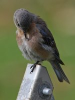 Bluebird7.jpg