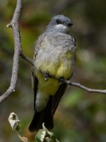 CassinsKingbird3.jpg