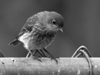 BluebirdBW.jpg