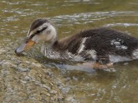 Duckling.jpg