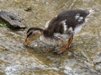 Duckling4.jpg