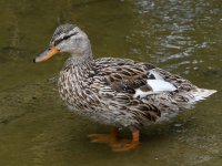 Mallard.jpg