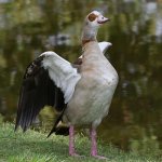 Goose3.jpg