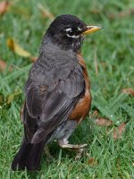 Robin6.jpg
