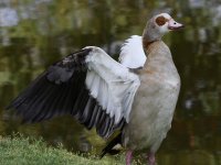 Goose4.jpg