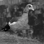 GooseBW.jpg