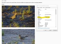 Bird July 7.jpg