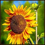 DSC_9281-Edit.jpg
