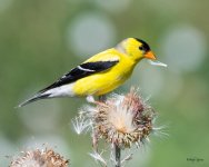 Goldfinch-528.jpg