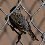 Finch2.jpg