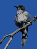 ScrubJay2.jpg