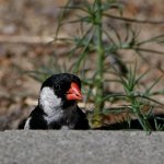 Whydah4.jpg