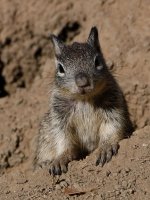 Squirrel4.jpg