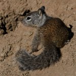 Squirrel5.jpg