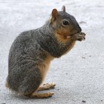 Squirrel2.jpg