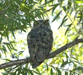 owl N FR 500_2909.jpg