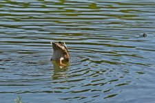75F_0057_LS_cr_sm_cr.jpg