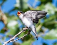 TreeSwallowFledge-500.jpg