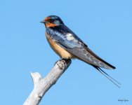 BarnSwallow-550.jpg