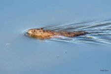 Muskrat-550.jpg