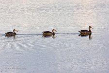 07-19-2020_cr_D7K3519-ON1.jpg