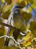 CassinsKingbird4.jpg