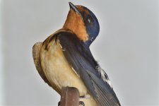_ROY7833_00001.jpg