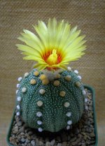 blossom-ype-yellow-1.jpg