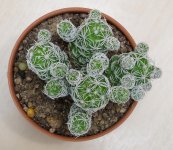 cactus-small-1.jpg