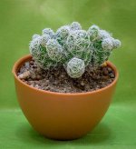 greeny-1.jpg