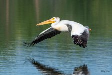 PelicanFlight-560.jpg