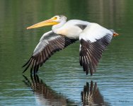 PelicanFlight-561.jpg
