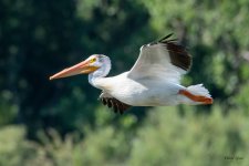 PelicanFlight-562.jpg