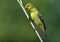 _ROY7962_00001.jpg