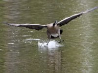 Goose.jpg