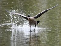Goose2.jpg