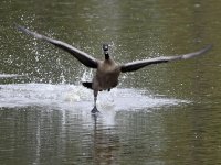Goose3.jpg