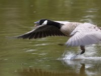 Goose4.jpg