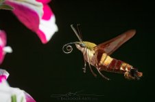 D53_0486-Edit-copy.jpg