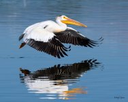 PelicanFlight-565.jpg