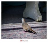 birdy-1-2.jpg