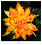 blossom-flash-1-2.jpg