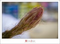 blossom-z-af-3.jpg