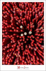 joss-sticks-3.jpg