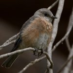 Bluebird2.jpg