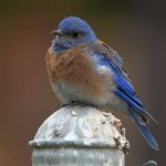 Bluebird7.jpg