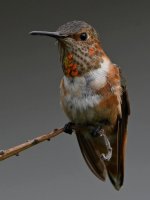 Hummer2.jpg