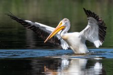 Pelican-540.jpg