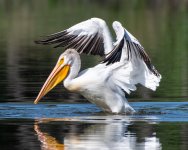 Pelican-541.jpg